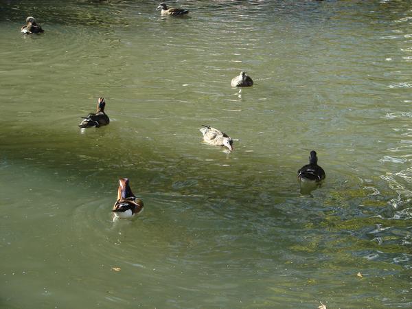 DSC06513.JPG