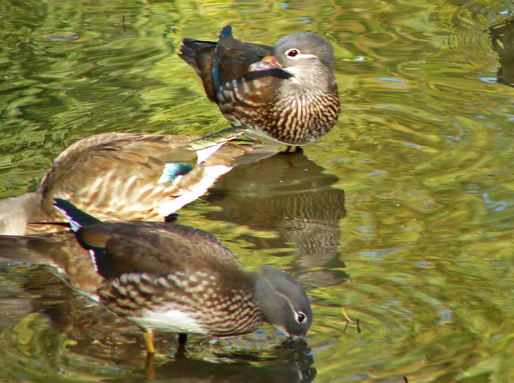 DSC06421-3ˮ.jpg