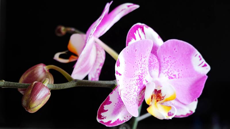 DSC05070.JPG