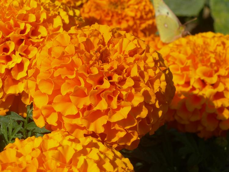 RJ_43447.jpg