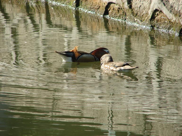DSC07685.JPG