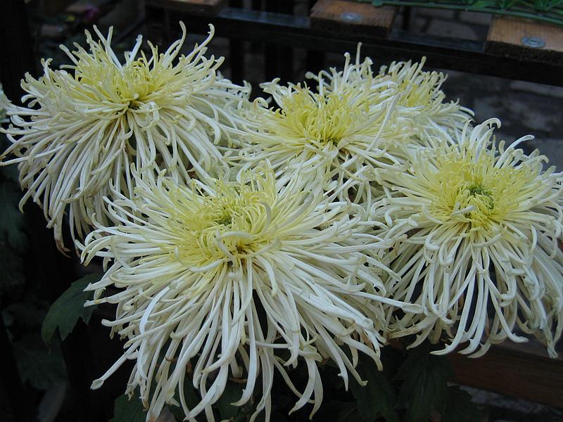 Ƭ 059.jpg