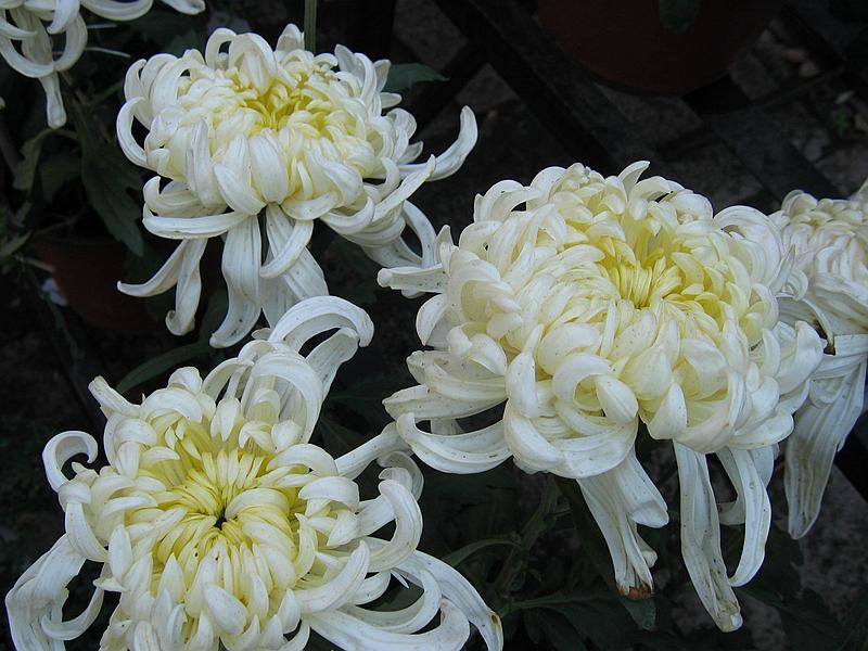 Ƭ 072.jpg