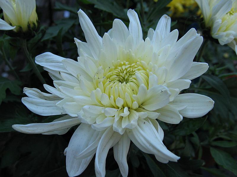 Ƭ 077.jpg