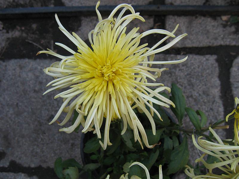 Ƭ 078.jpg