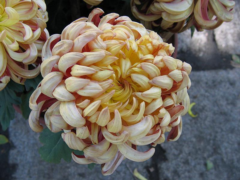 Ƭ 086.jpg