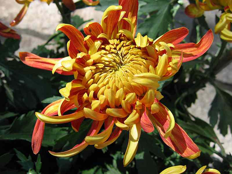 Ƭ 089.jpg