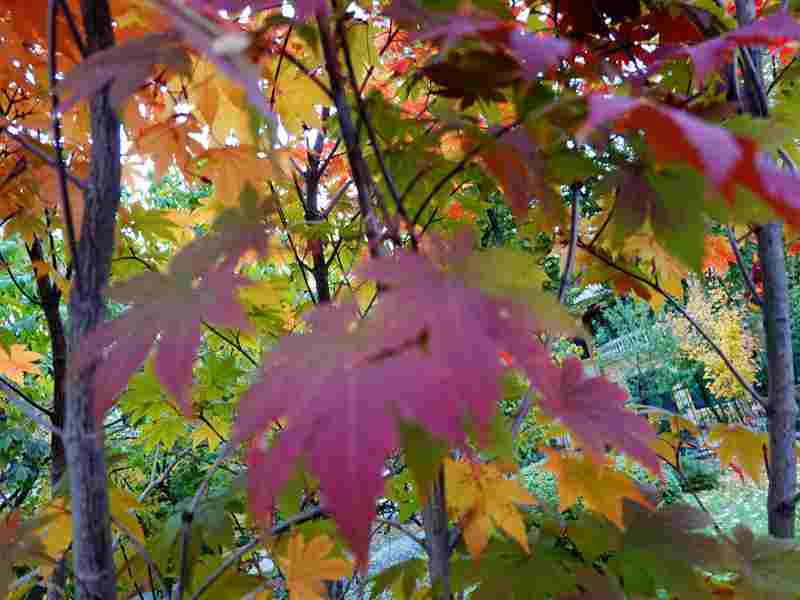 DSC09855.JPG
