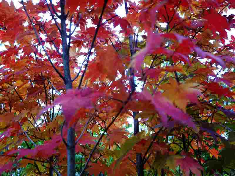 DSC09856.JPG
