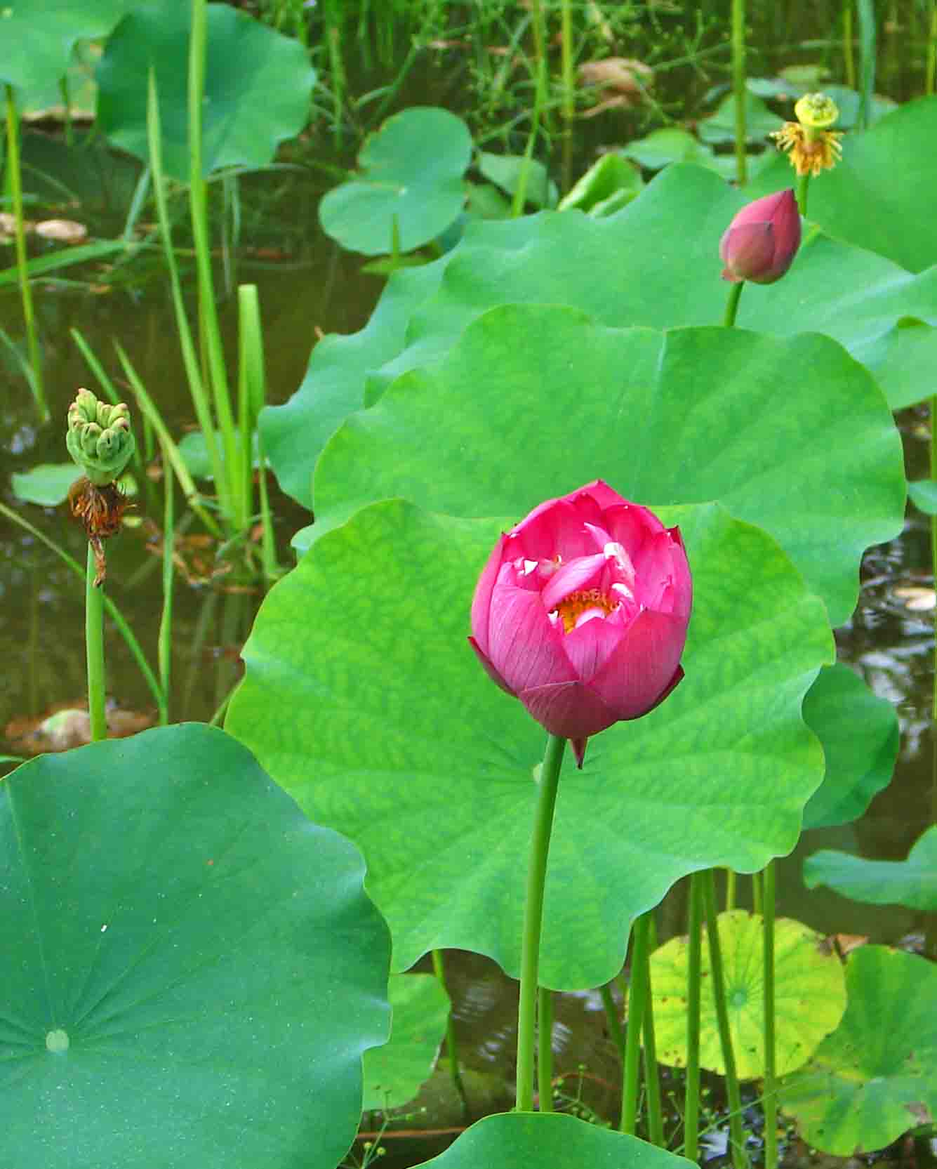 DSC04648-.jpg