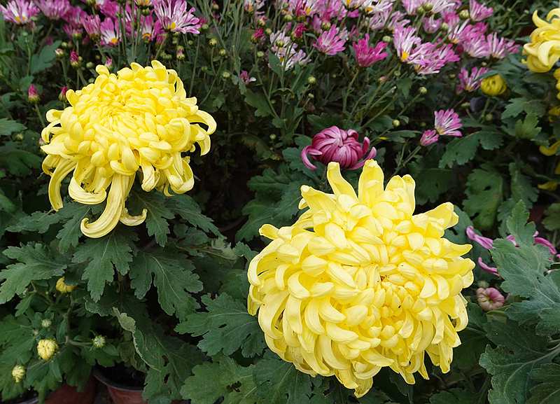 DSC04579.jpg