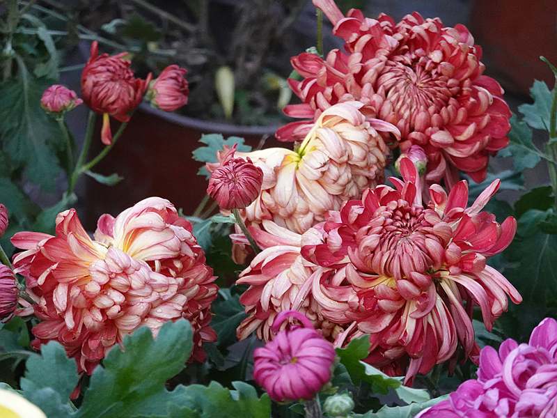 DSC04810.JPG
