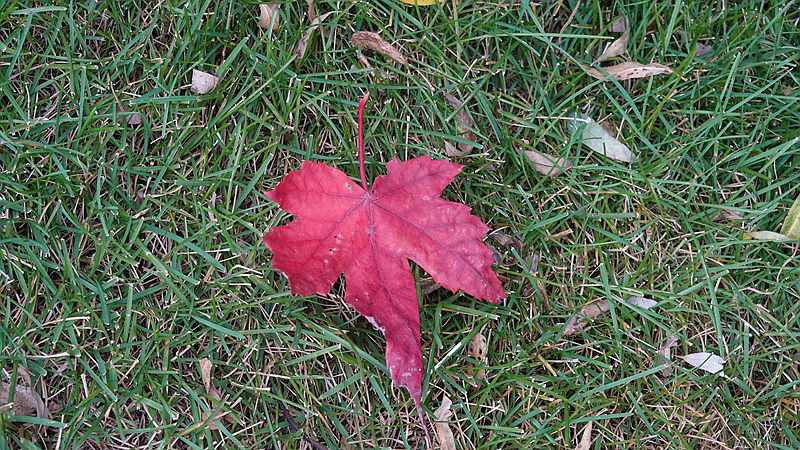 DSC06677.JPG
