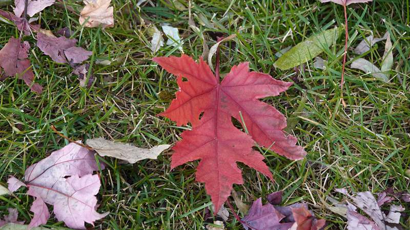 DSC07495.JPG