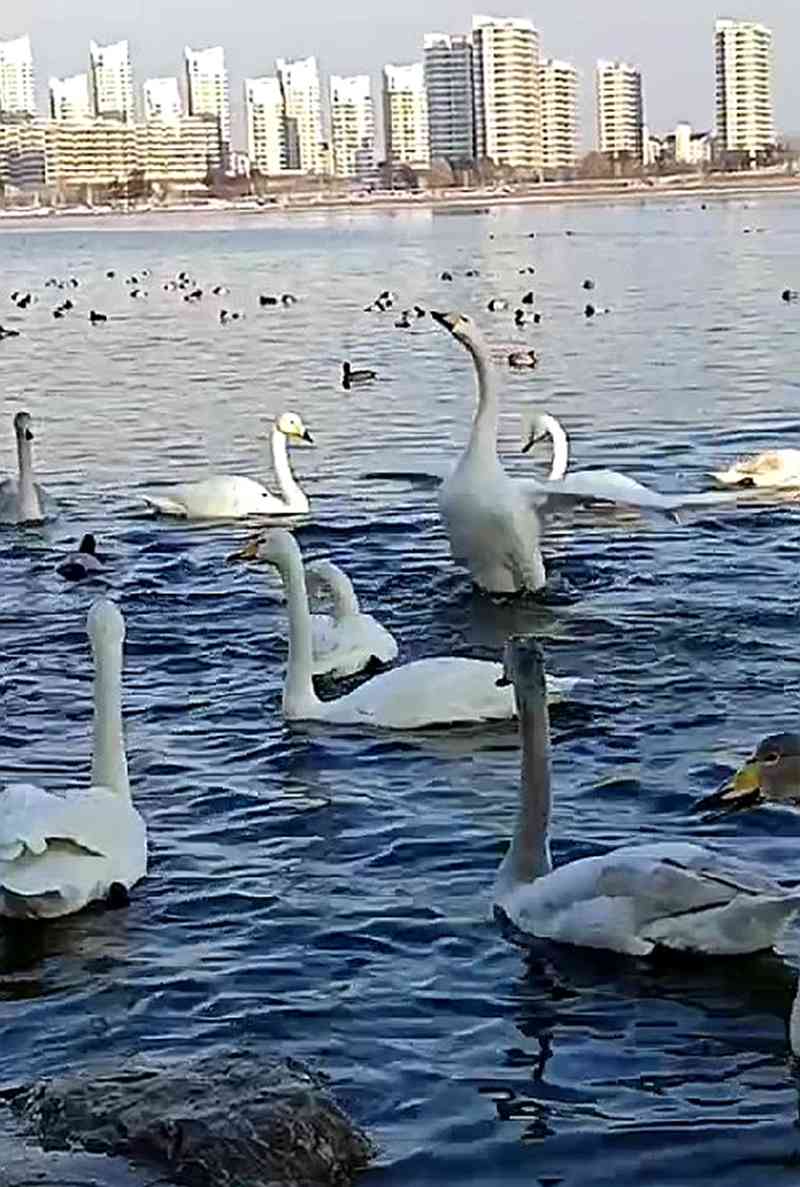 Ļͼ 2025-01-12 125349.jpg