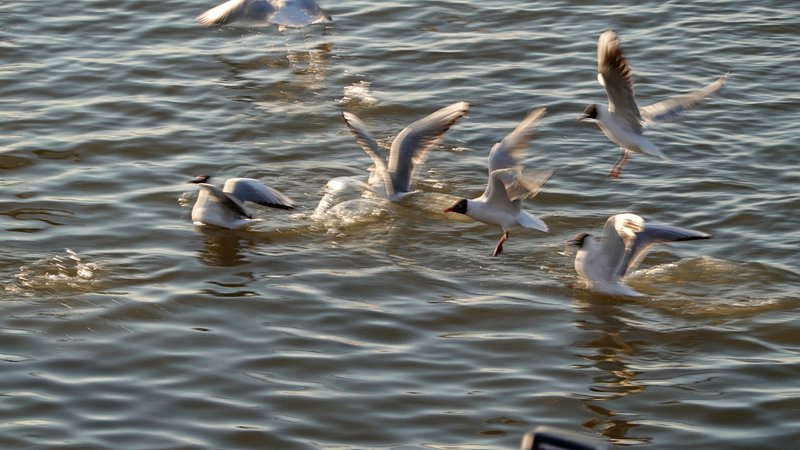 DSC00778.JPG