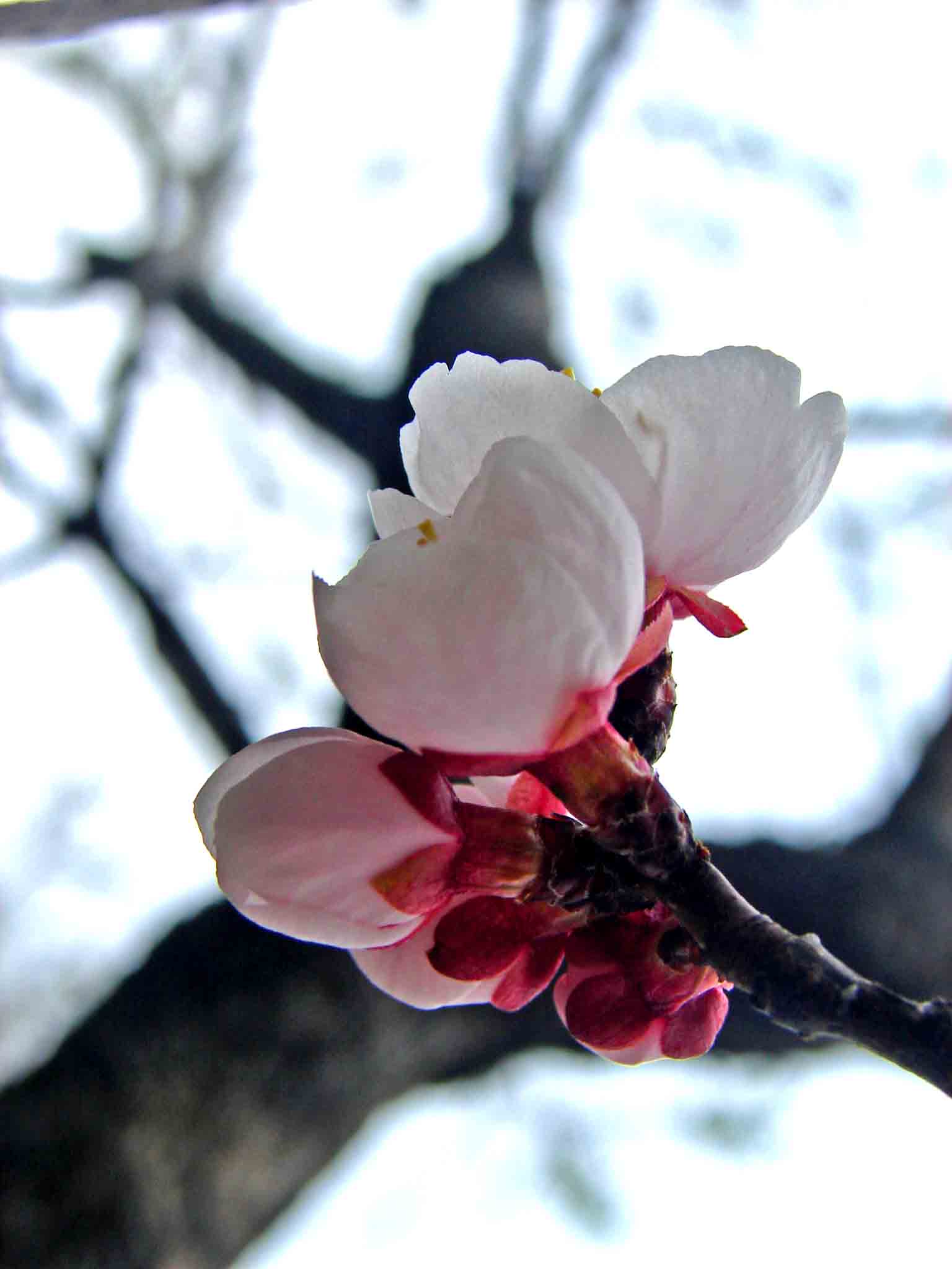 DSC06372-3.jpg