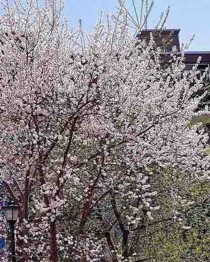 IMG_20250416_105731-3.jpg