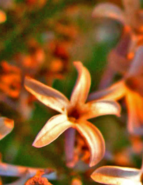 5-DSCN7118-2017 .jpg