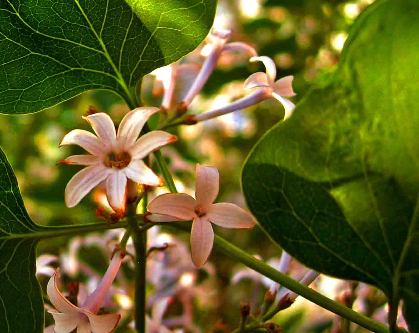 DSCN6974-3ˮ.jpg