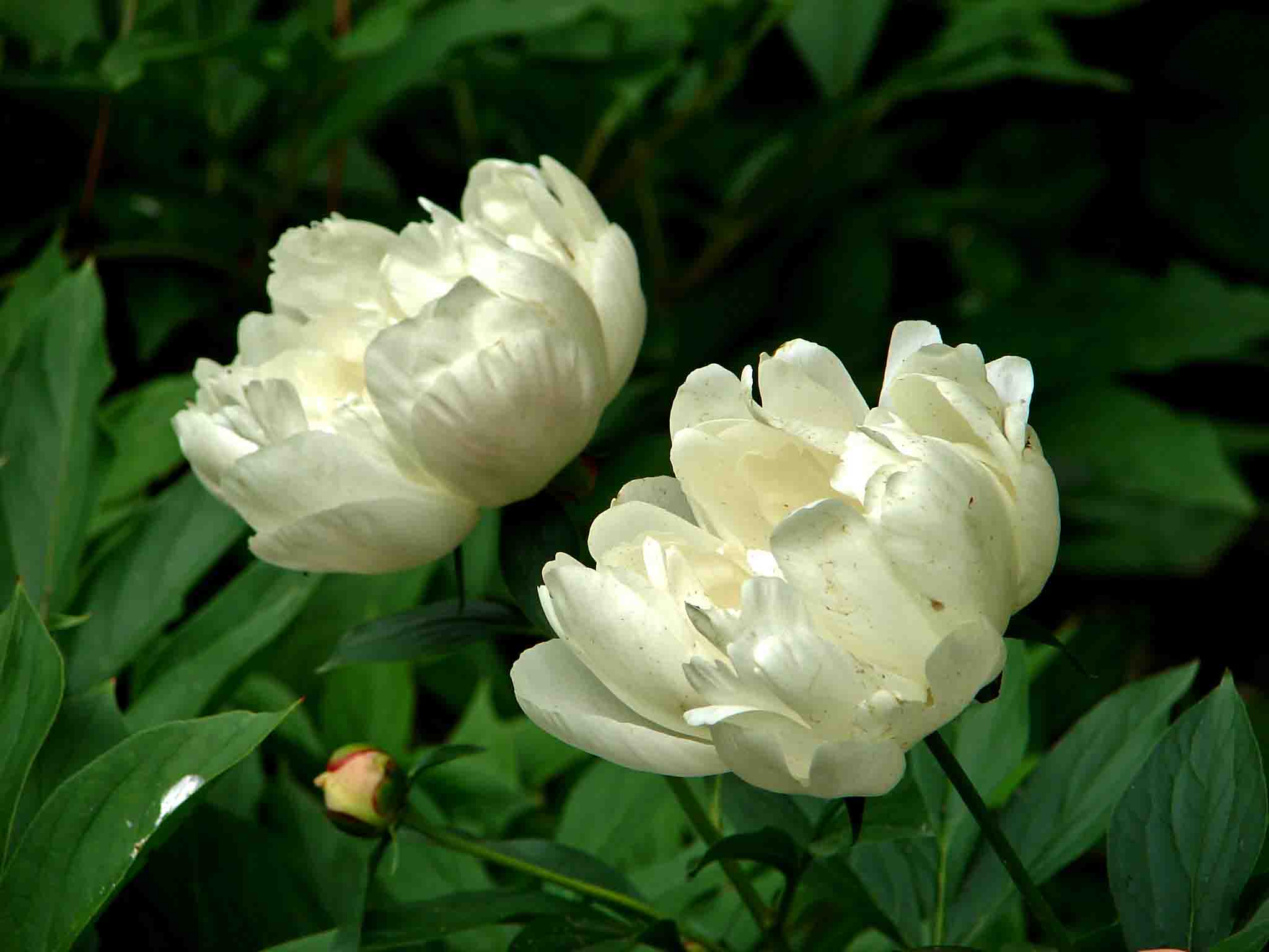 DSC07880-3.jpg