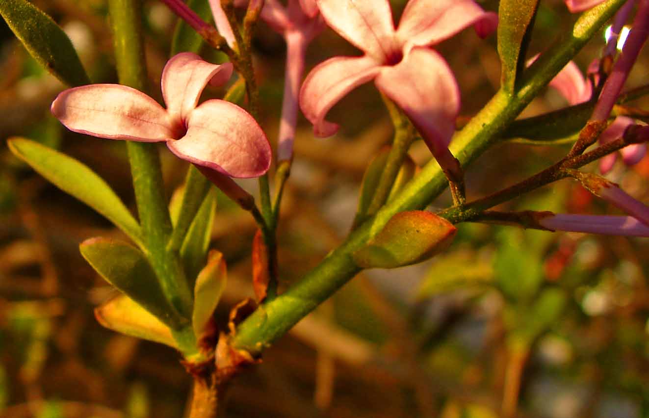 DSC07324-3ˮ.jpg