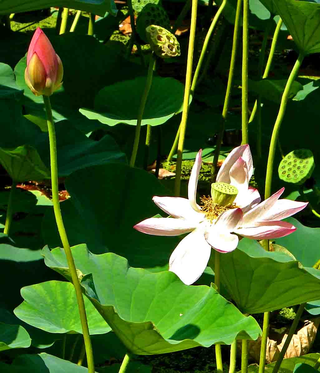 DSC08050-3.jpg