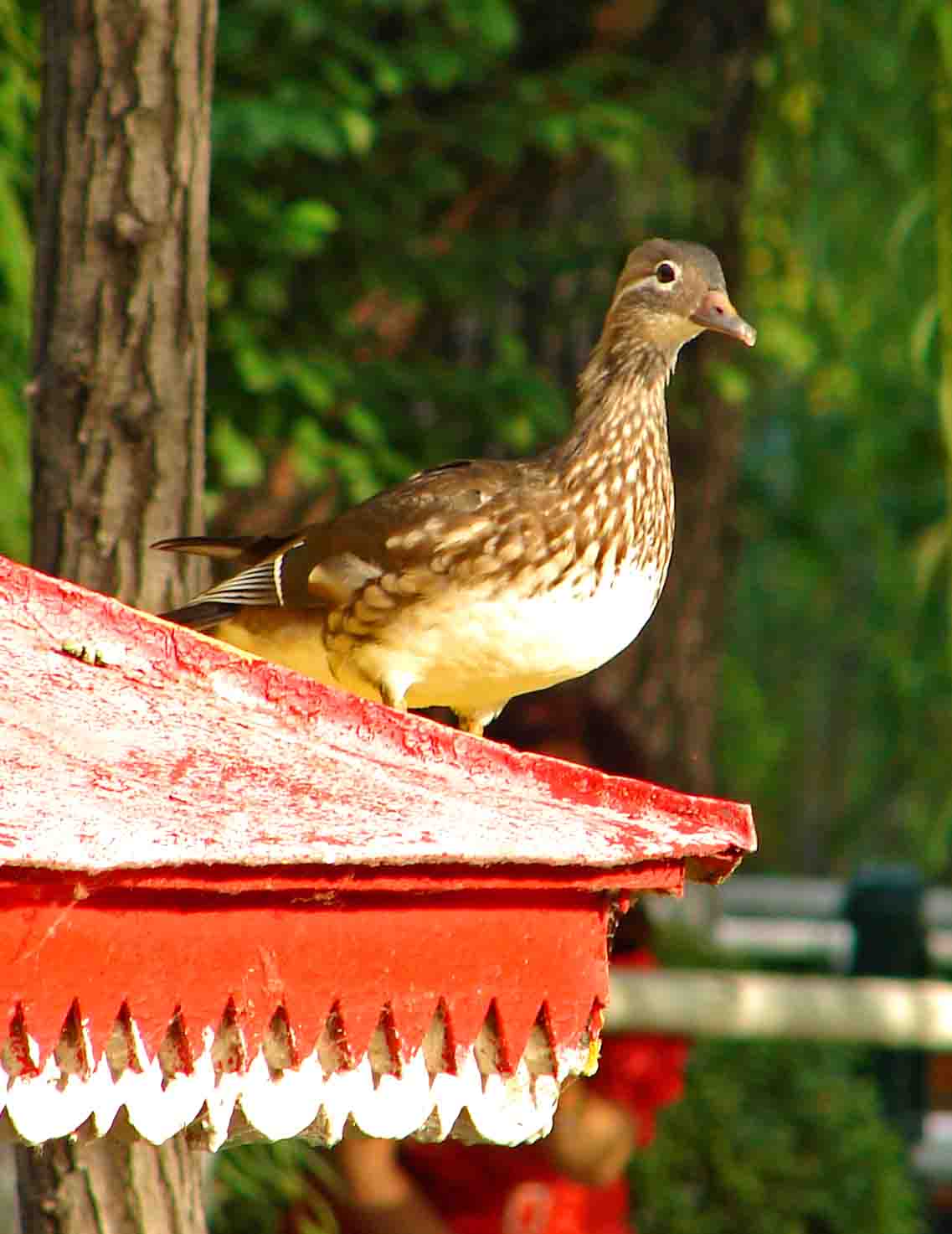 DSC08603-3.jpg