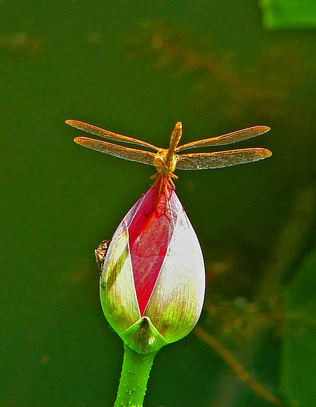 DSCN_44611-3.jpg