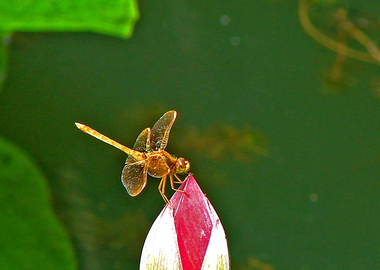DSCN_44232-3.jpg