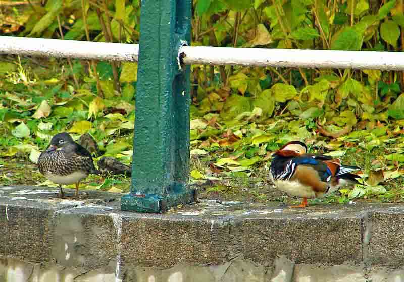 DSC08869-3.jpg