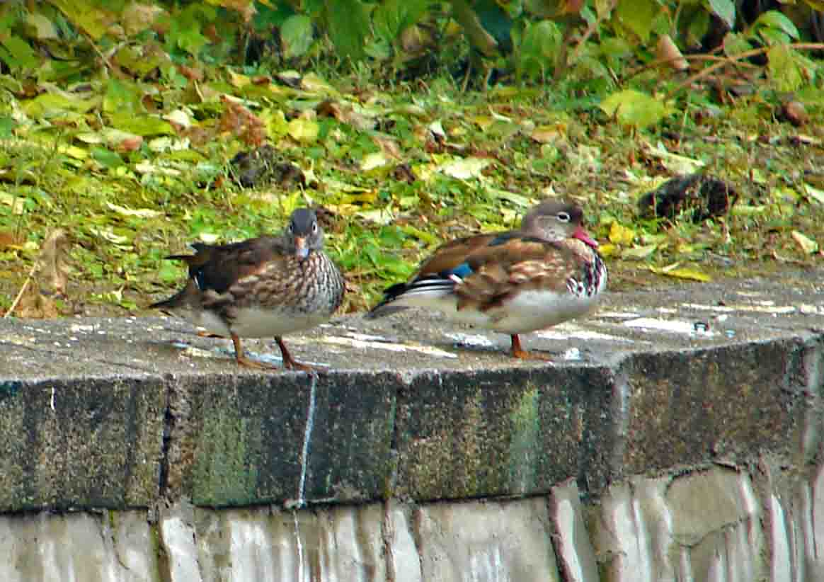 DSC08809-3.jpg