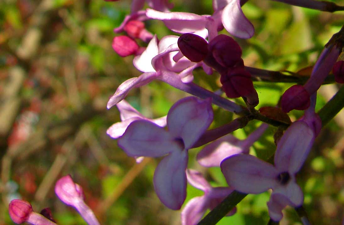 DSC03132-3.jpg