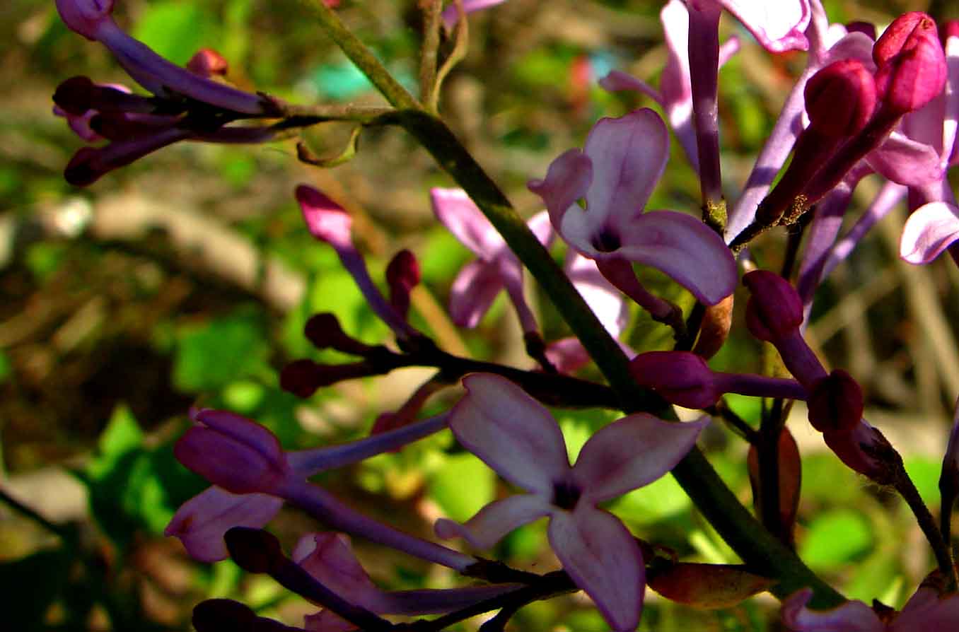 DSC03140-3-.jpg
