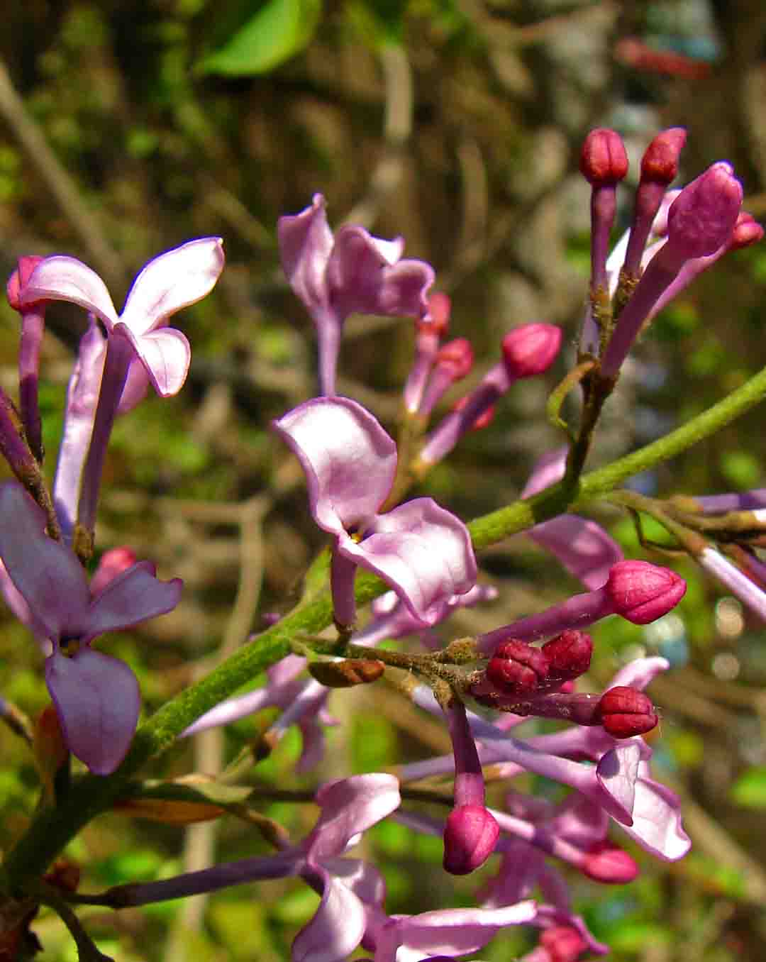 1-DSC03132-3-.jpg