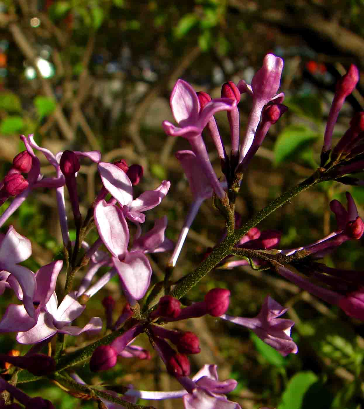DSC03134-3.jpg