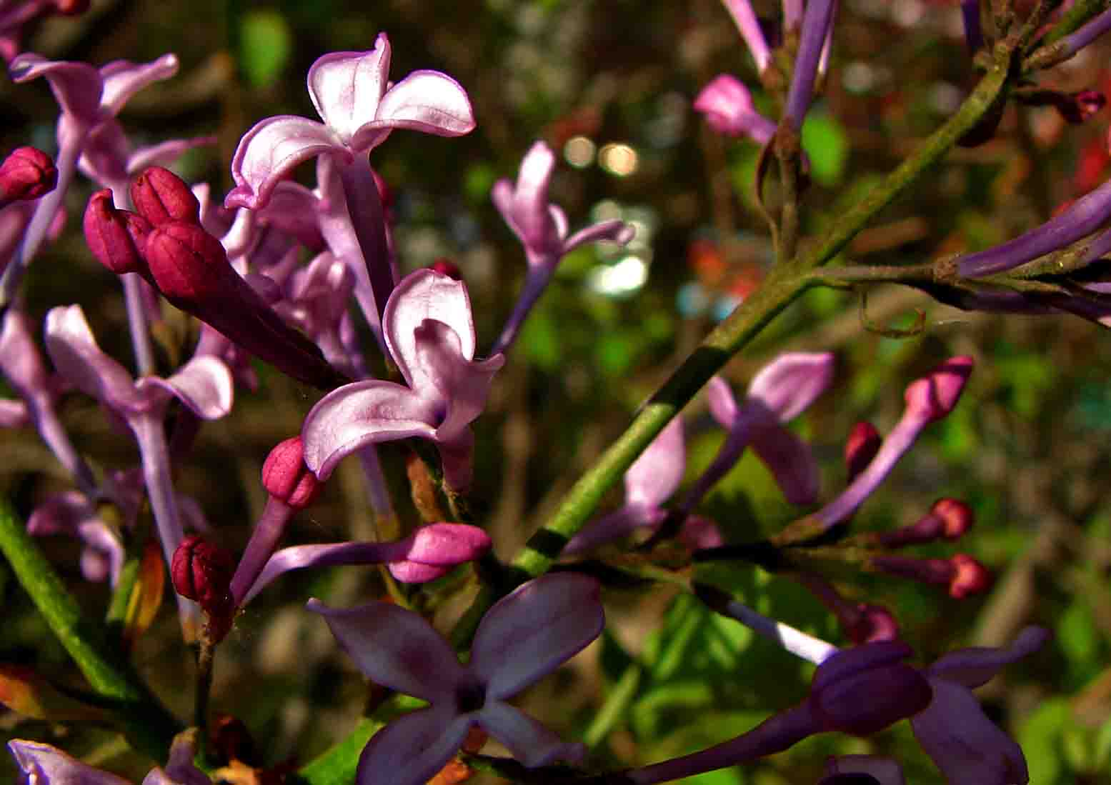 DSC03138-3ˮ.jpg