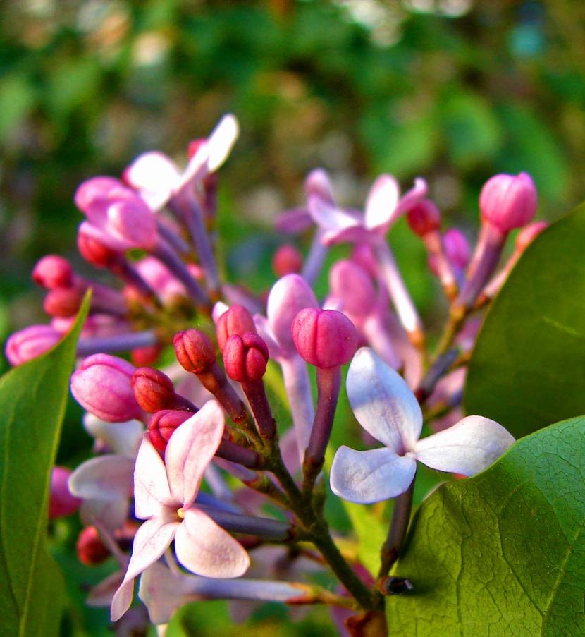 DSC03377-2ˮ.jpg